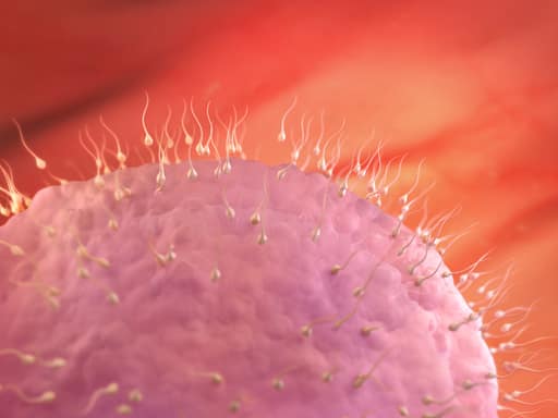 Fertilisation
