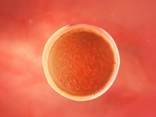 A tiny ball of cells