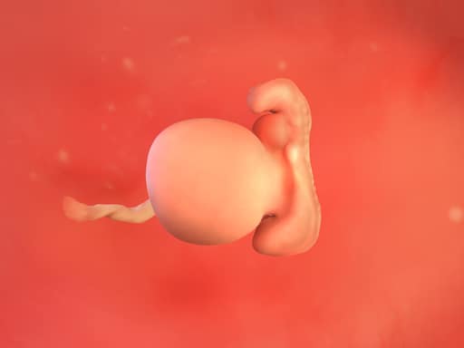 The embryo forms